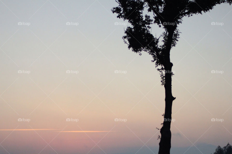 tree sunset landscape nature by alexchappel