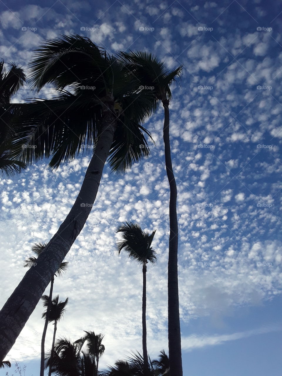 unusually beautiful clouds of the passing day palm trees evening by the ocean tropics are always beautiful