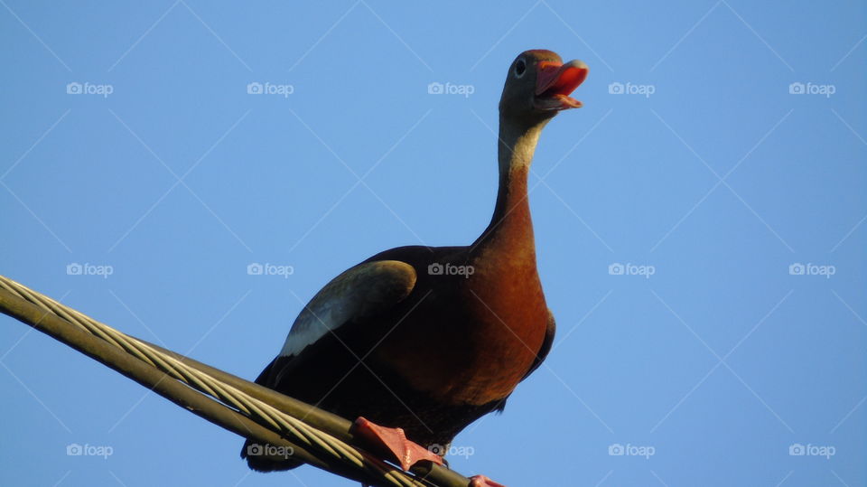 Close up of Florida whistling duck standing on a wire with beak open