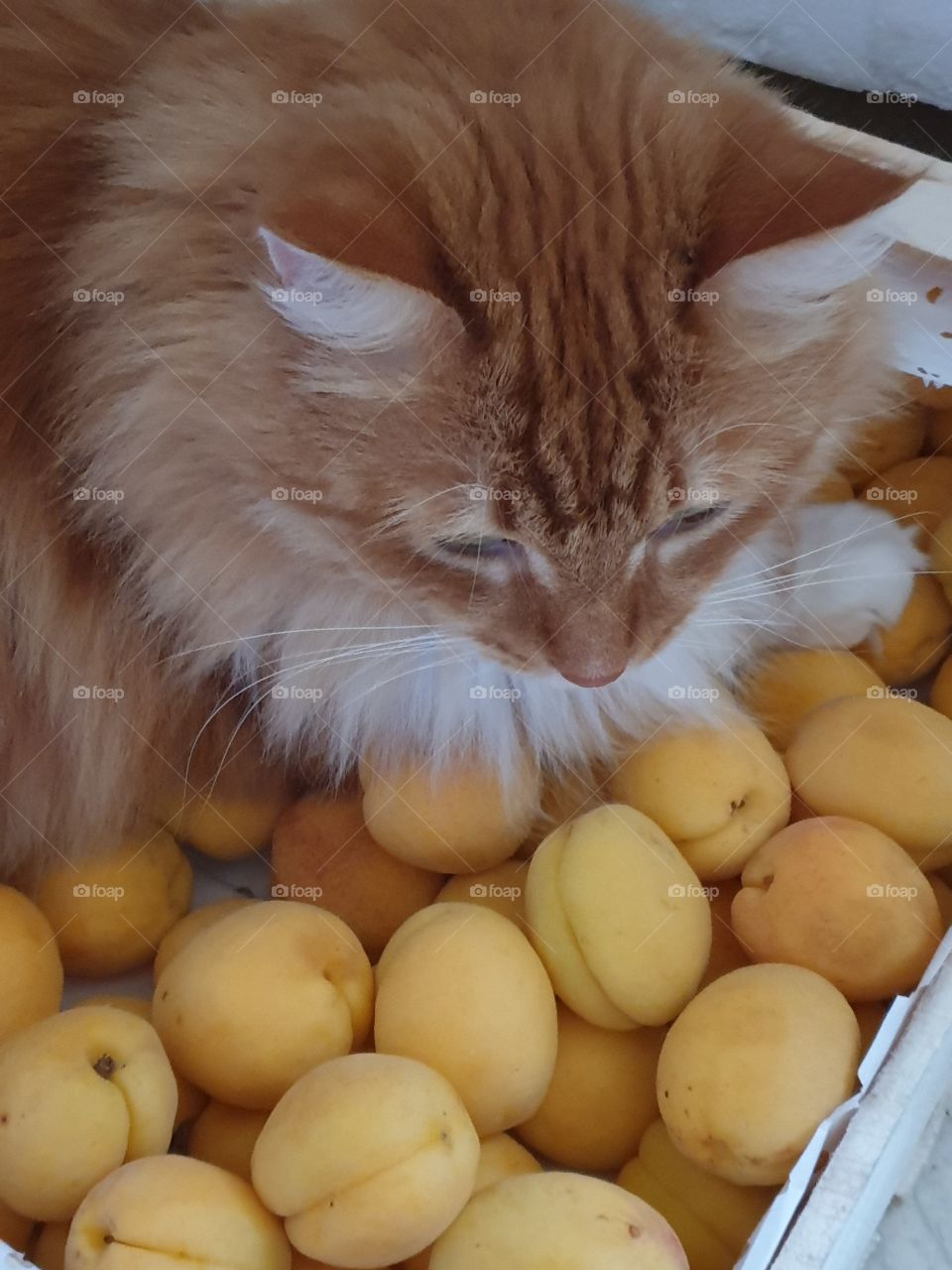 cat-apricot, in the South grew