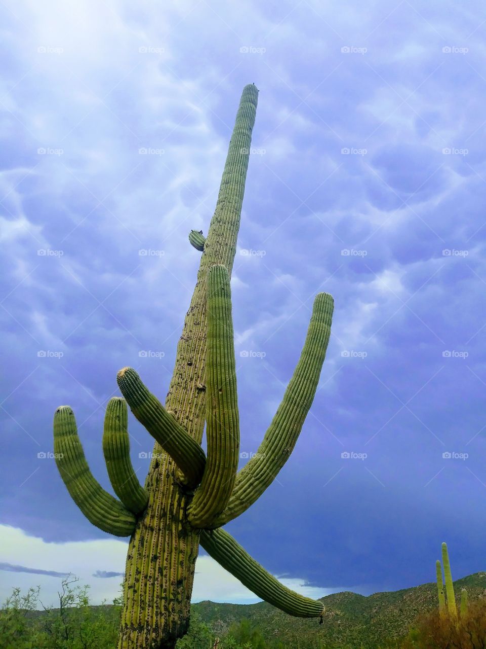 saguaro during monsoon season