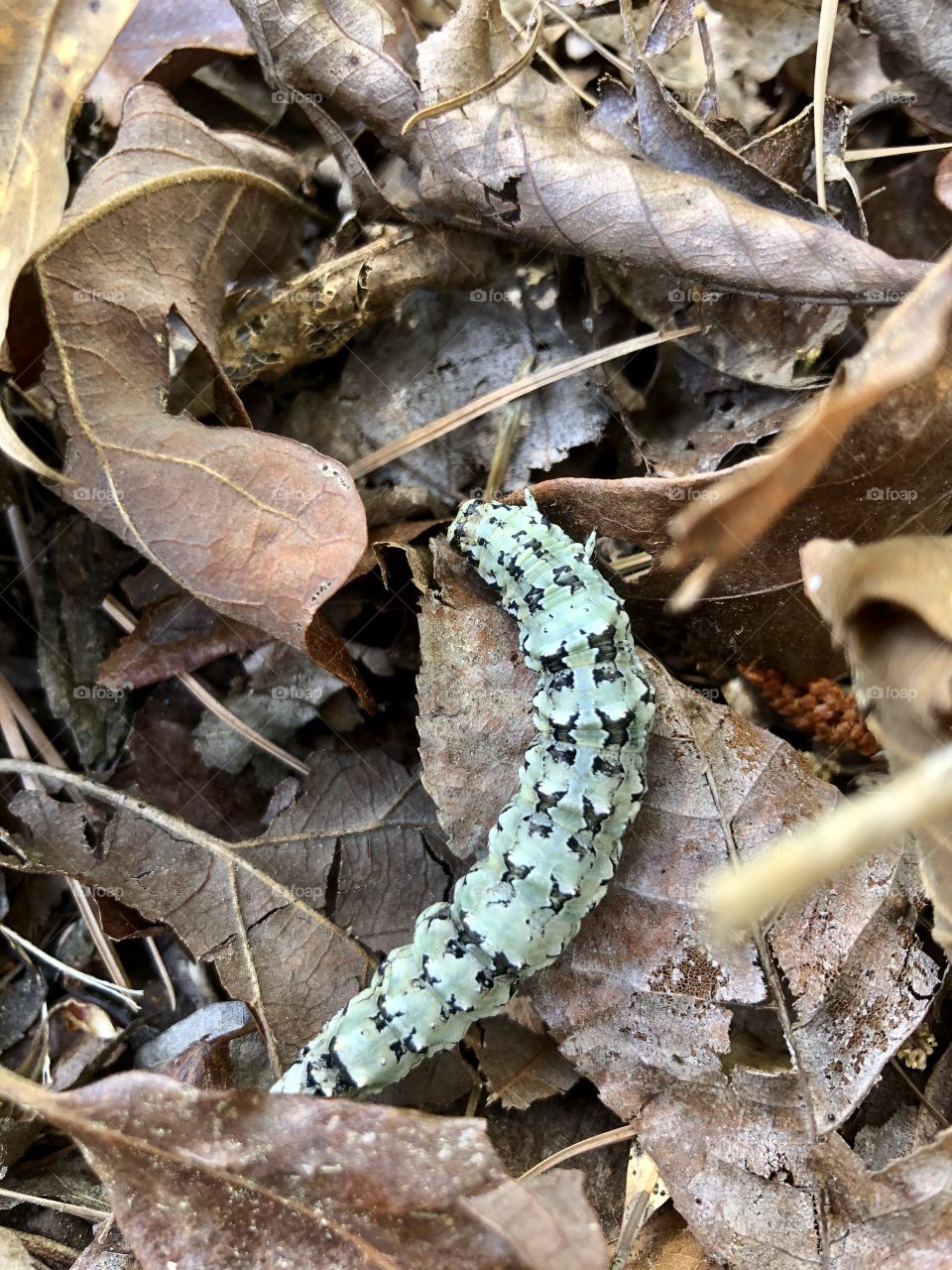 Ilia Underwing moth caterpillar in leaf litter 