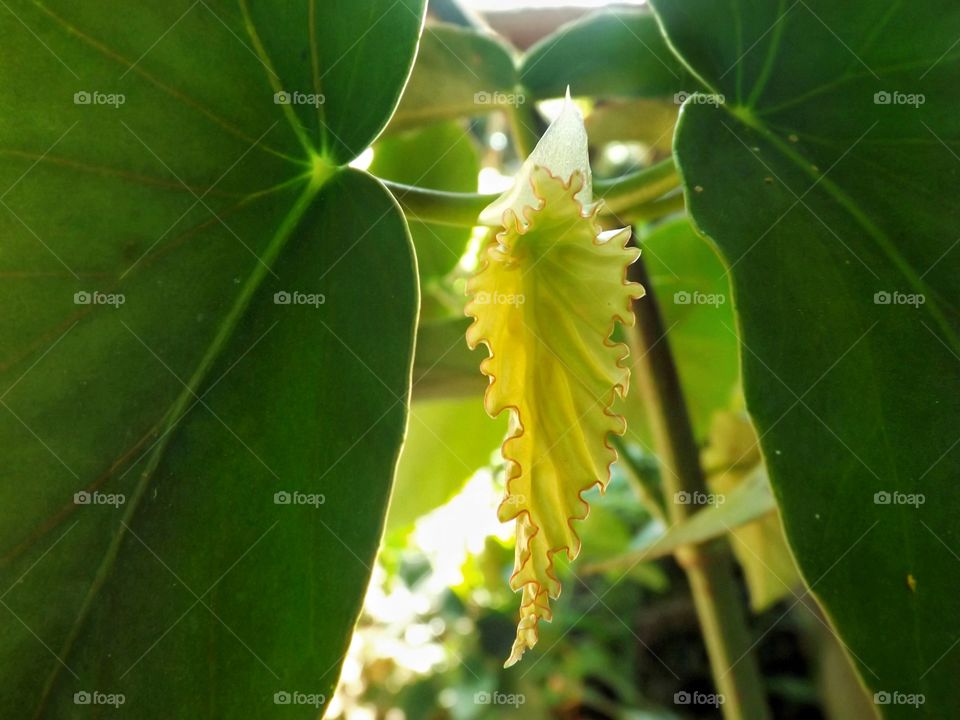 Leaves Begonia Maculata