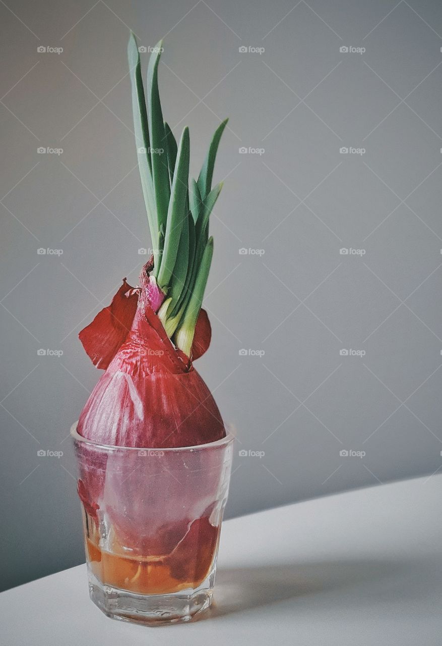 Sprouting red onion in a small glass