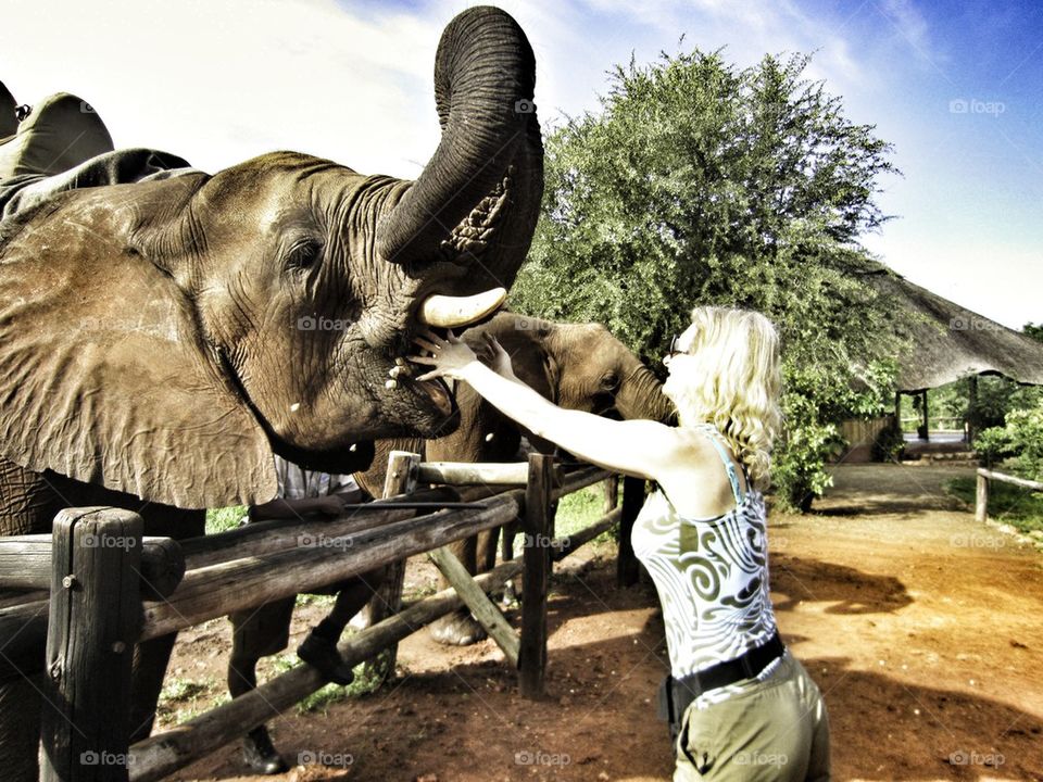 Woman feeding elephant