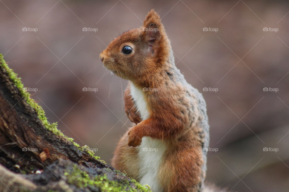 Squirrel expression