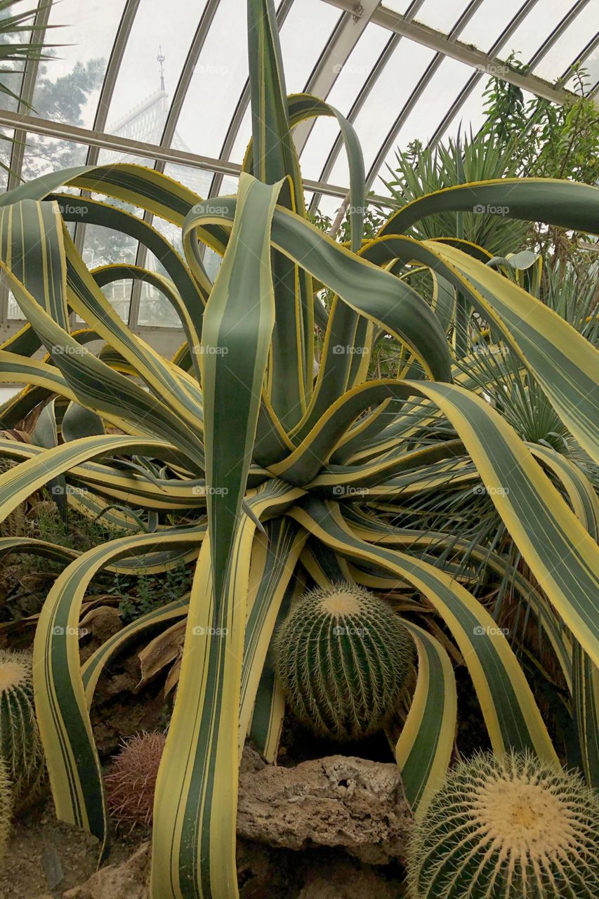 Seen at the Phipps Conservatory 