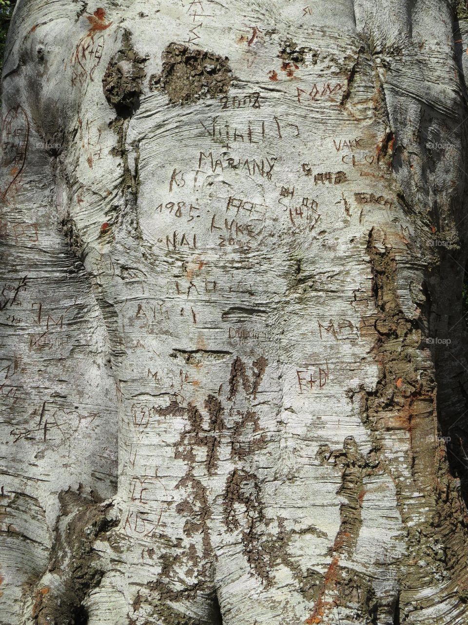 Hearts and names of loved ones carved in an old tree