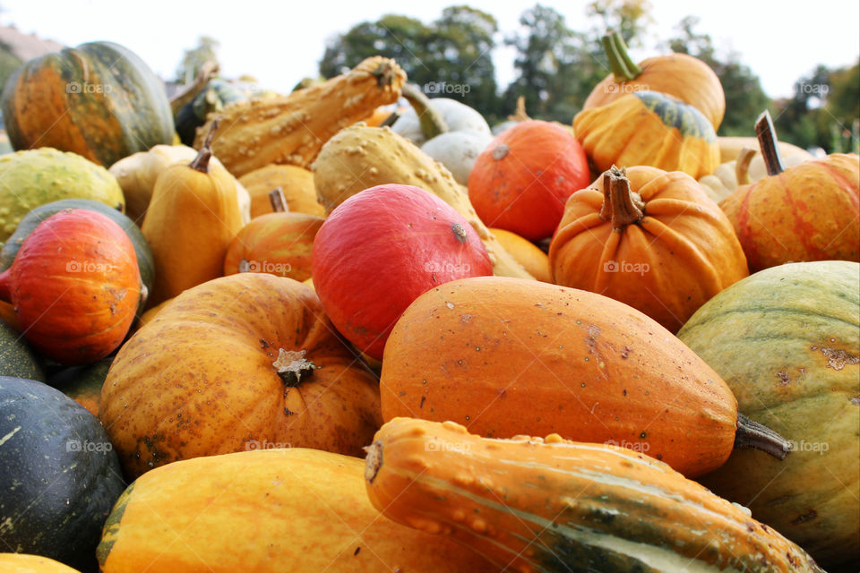 orange autumn fruit pumpkin by twilite