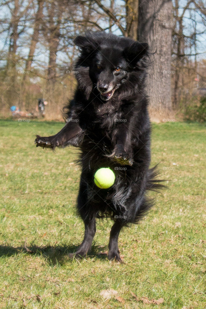 Dog playing with ball