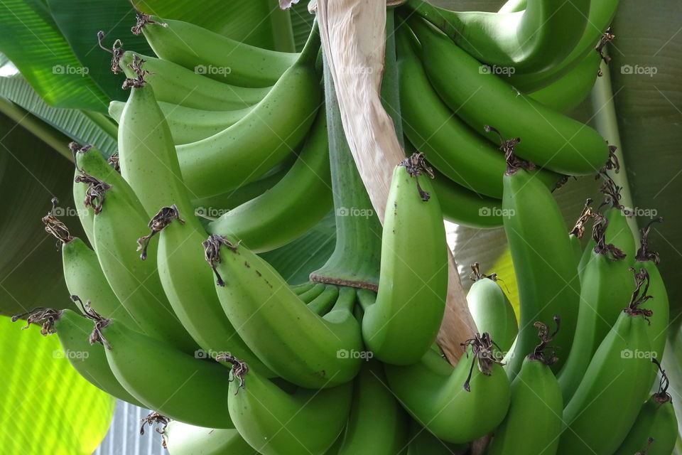Bananas growing in a greenhouse. They're really green.