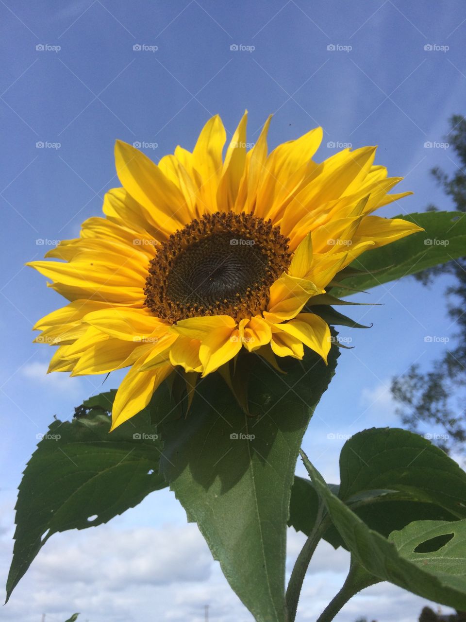 Sunny sun flower!