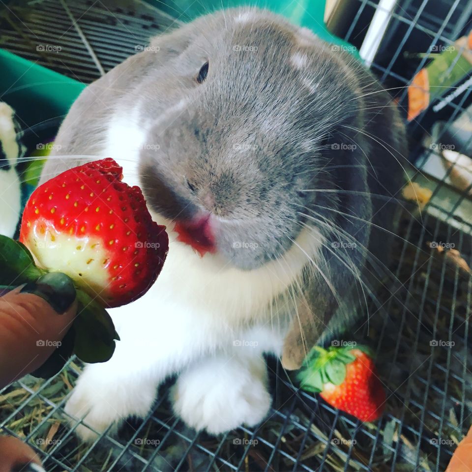Thumper loves strawberries. 