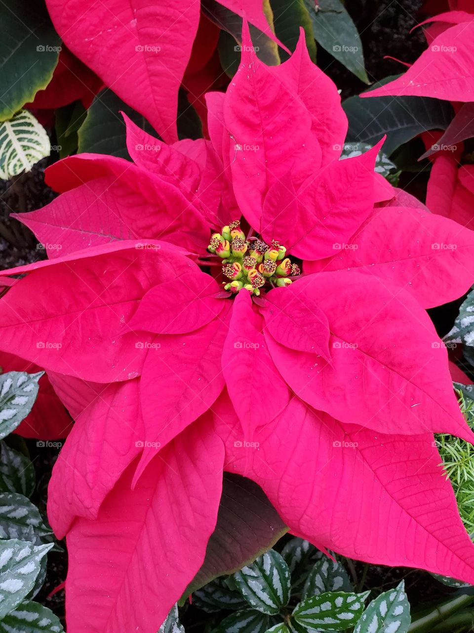 poinsettia