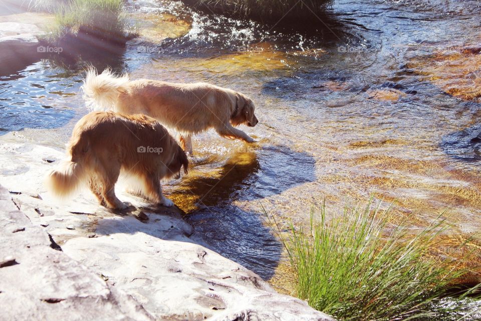 Dogs drinking water on the lake