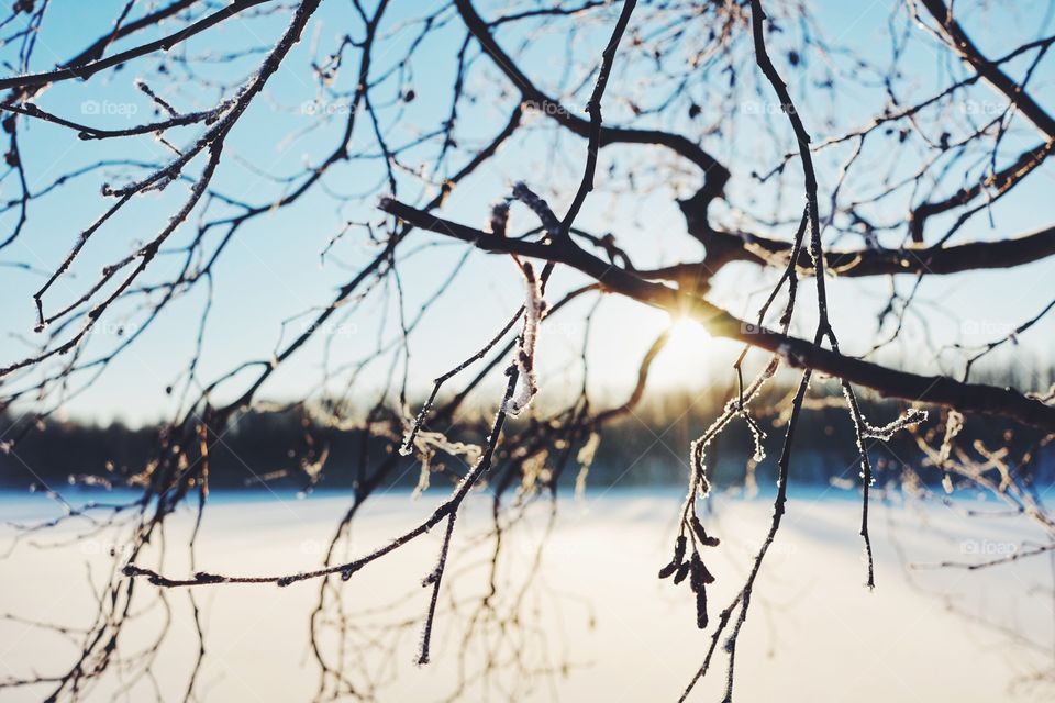 Winter, Nature, Tree, Snow, Landscape