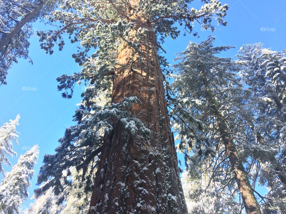 Sequoia tree covered by snow on winter