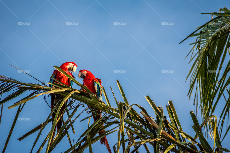 Arara vermelha na árvore.