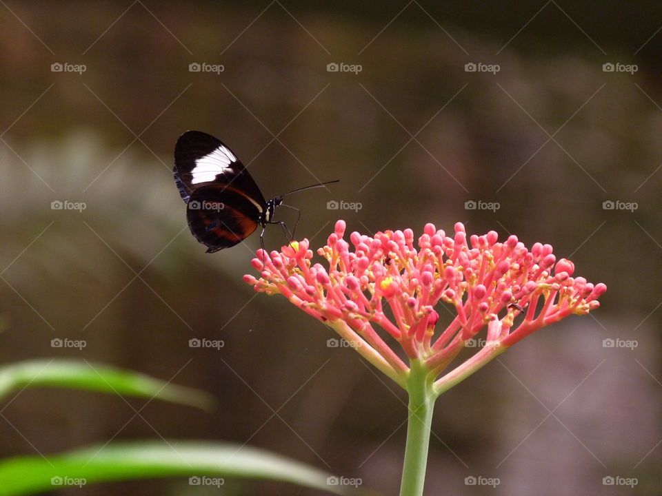 Butterfly in Costa Rican garden