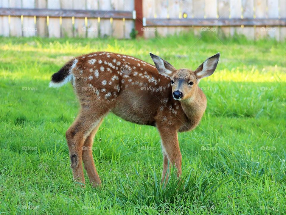 Fawn in the backyard
