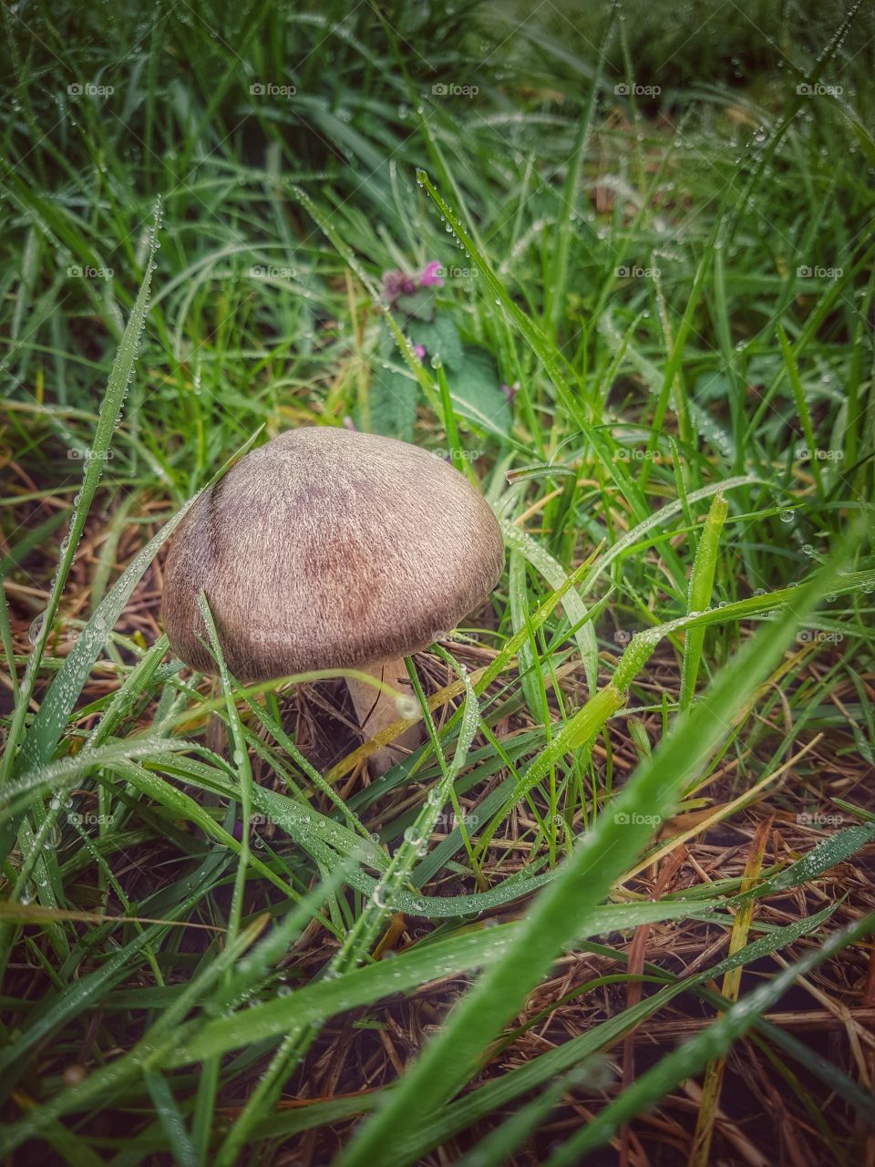 Wet grass with mushroom
