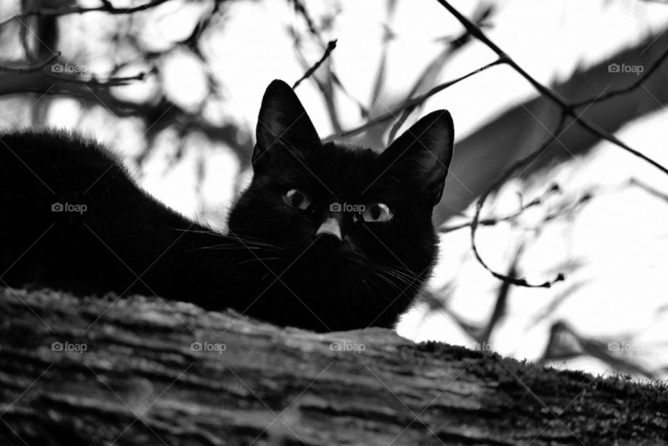 Curious black cat