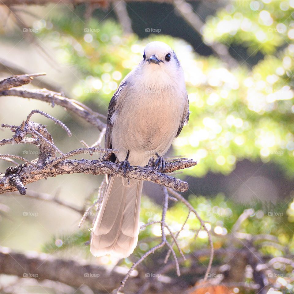 Gray Jay 