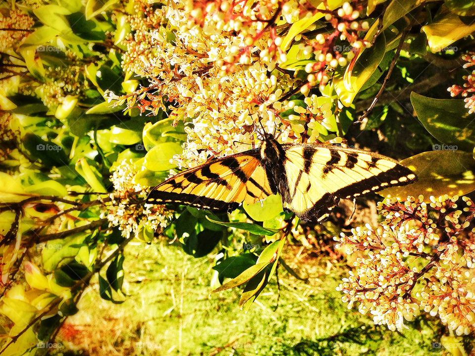 Tiger Swallowtail yellow and black butterfly