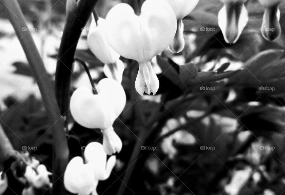 Loving the Spring Flowers in our Yard