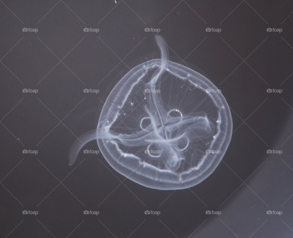 moon jellyfish 