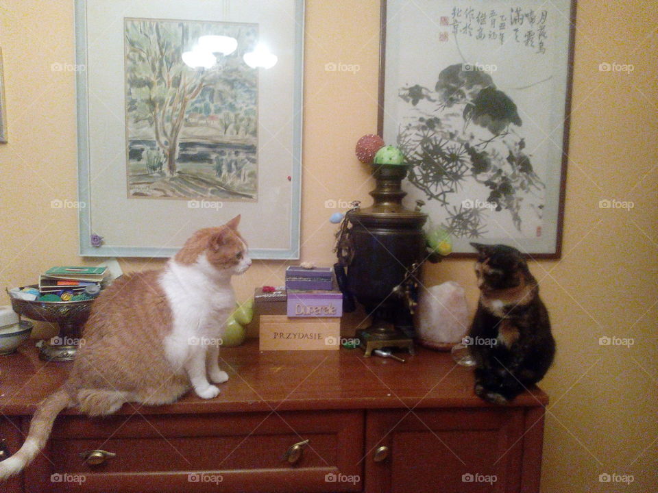 Furniture, Room, One, Mammal, People