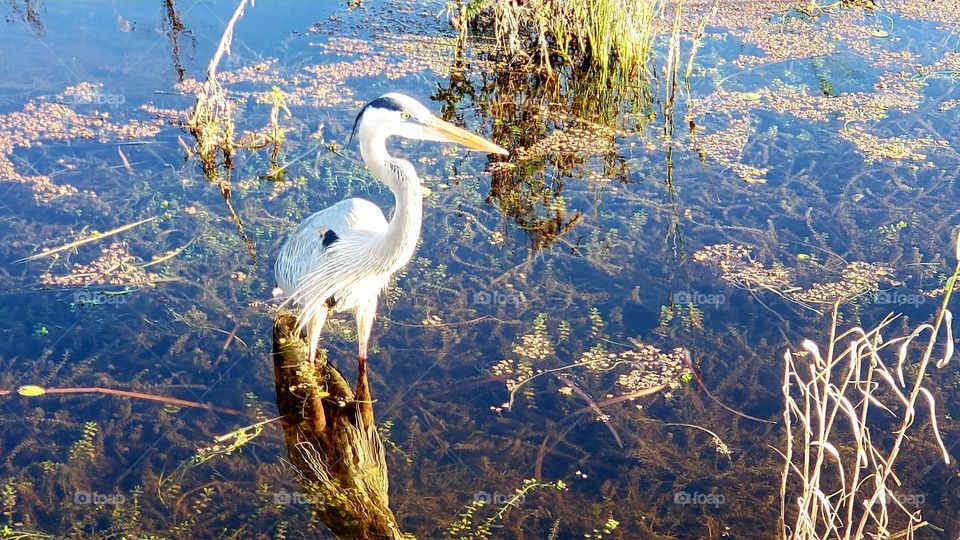 bird closeup