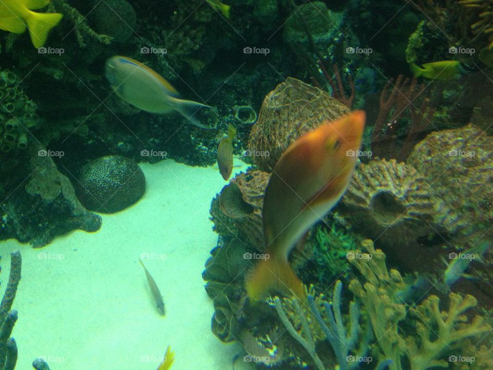 light photography water fish by itsAus