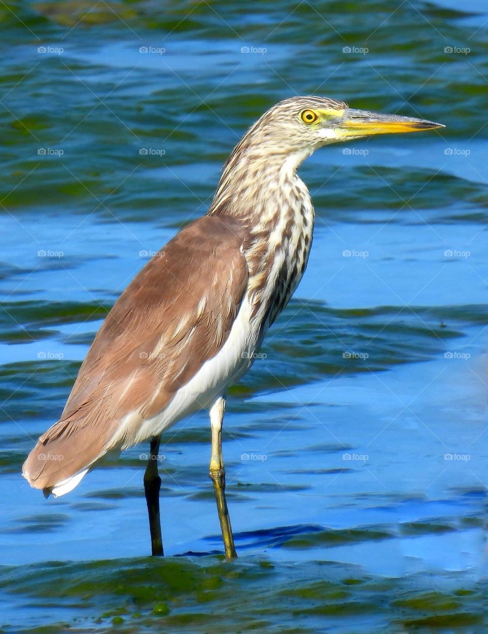 Beautiful and cute bird