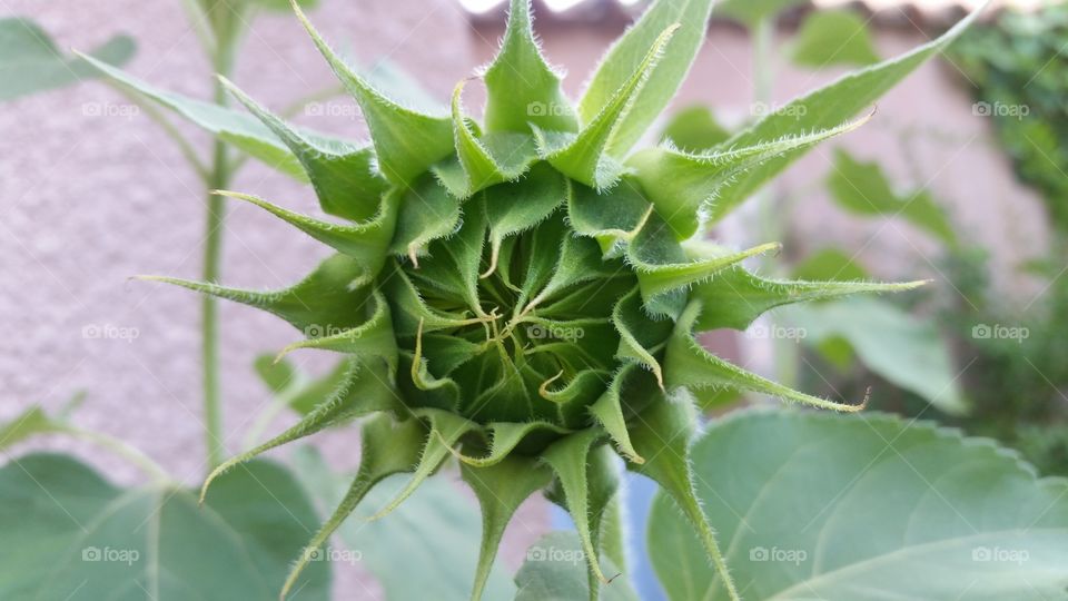 sunflower soon closeup