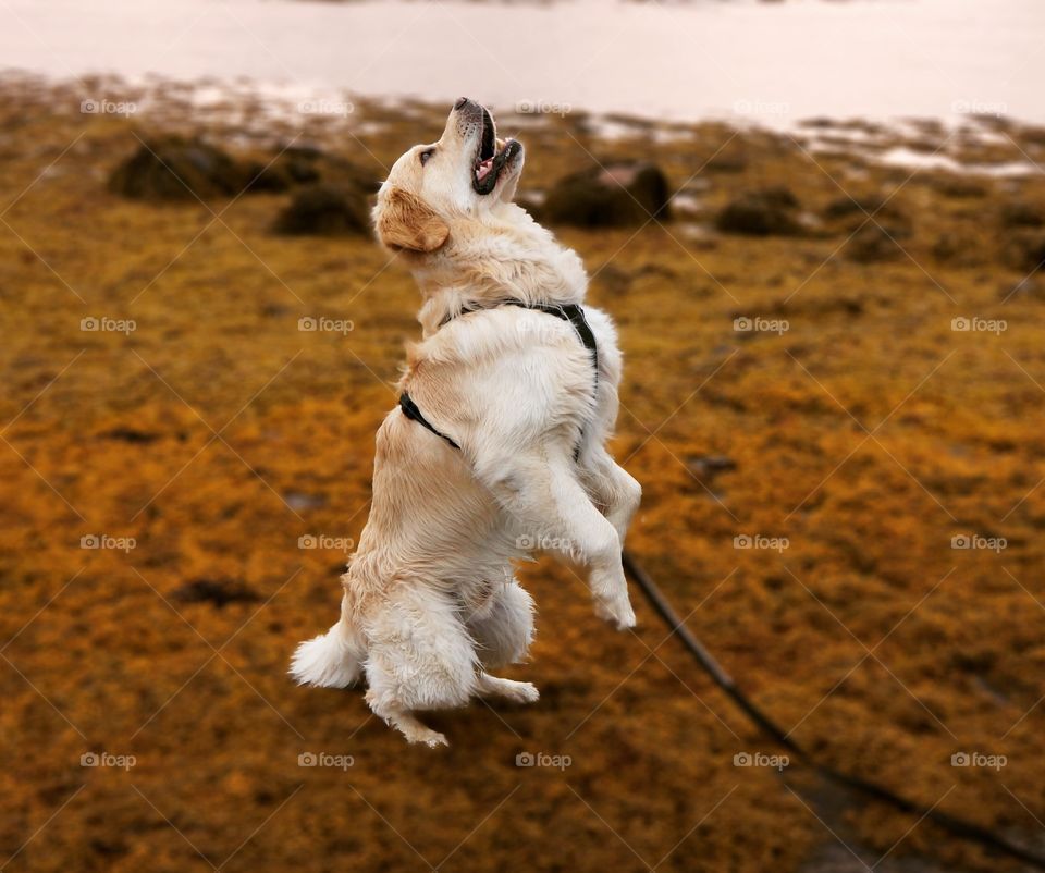 Jumping dog