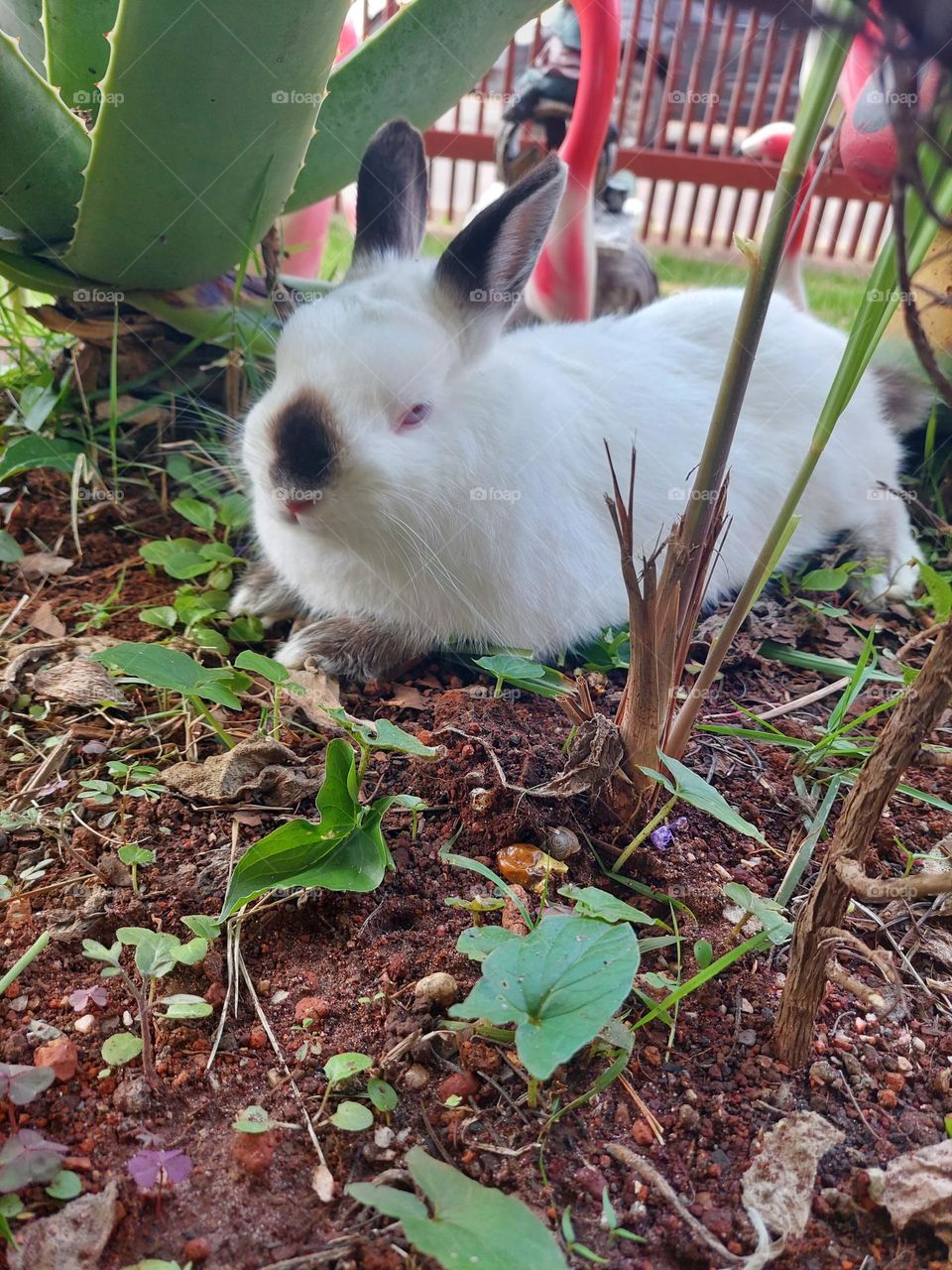 my little baby bunny