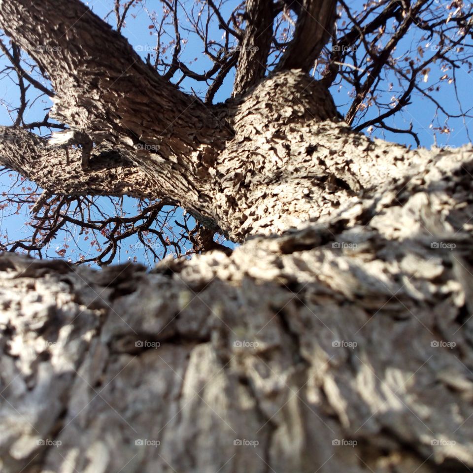 Mophane Tree found in Northern side of Botswana and mostly used for fire wood