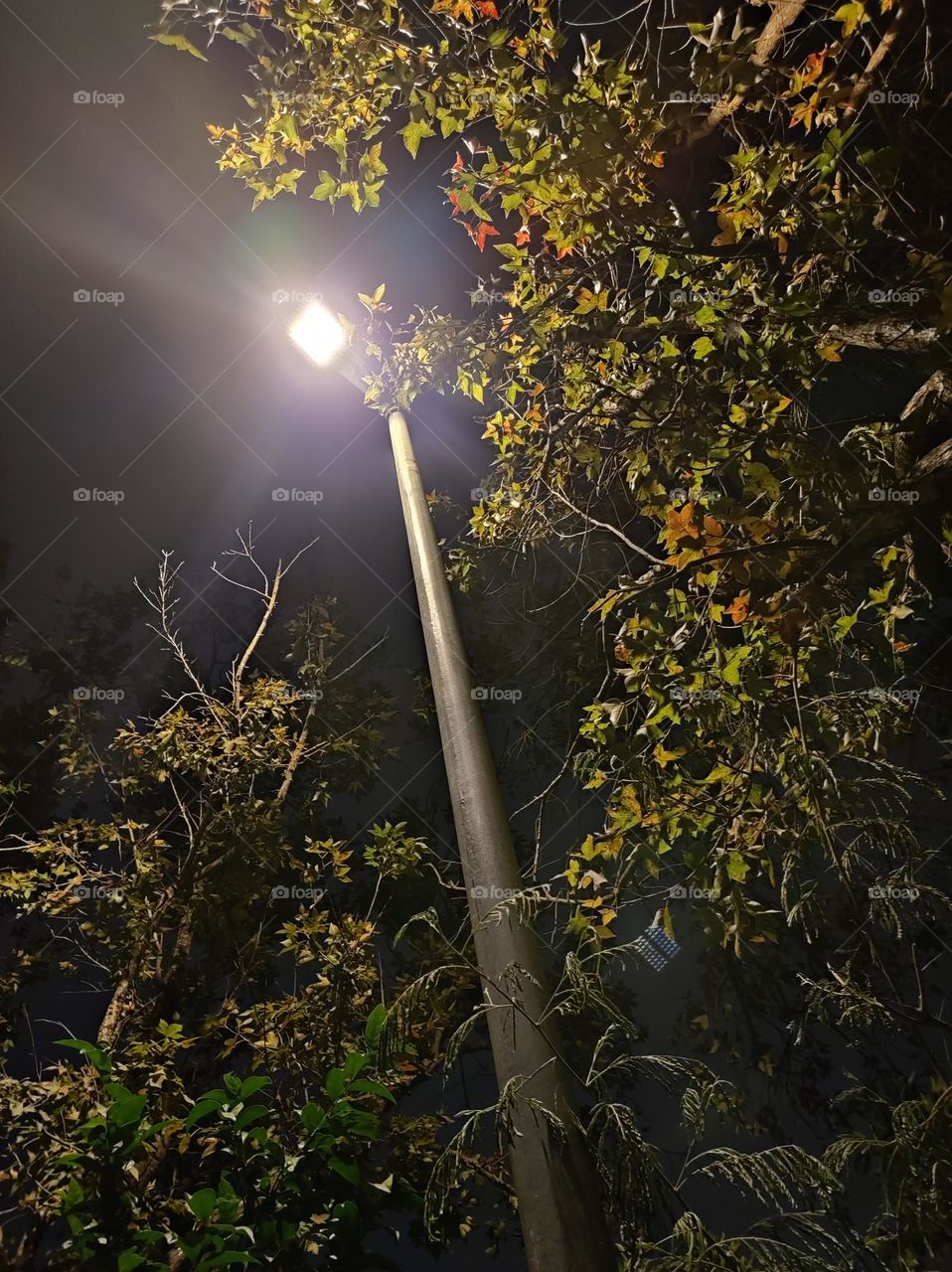 Fall colors in the night