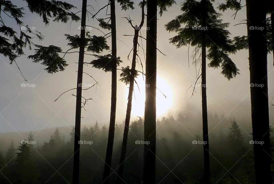 sunrise on foggy morning