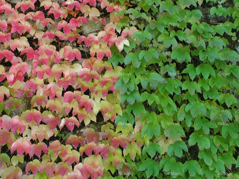 Autumn, on the left.