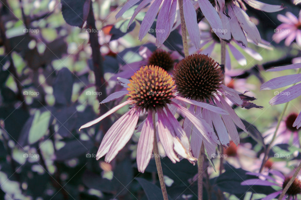 a cute violet flower that were at the zoo