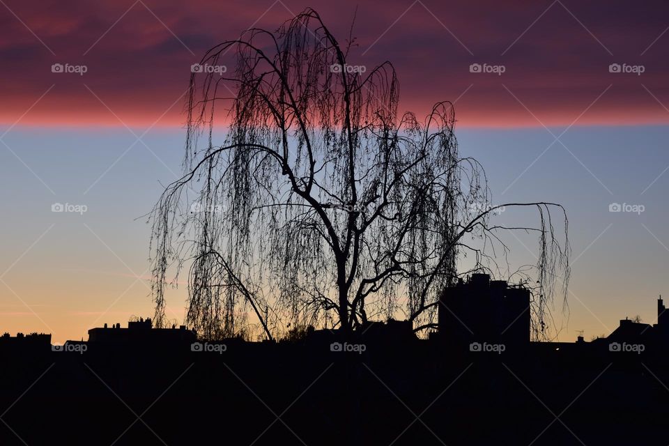 Shadow Tree after a sandy rain