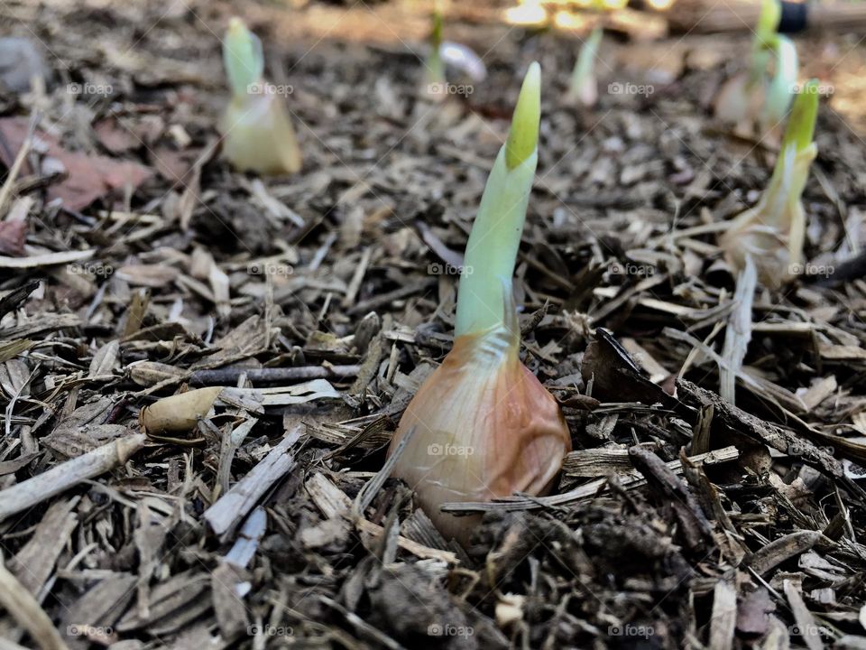  Sprouted Garlic