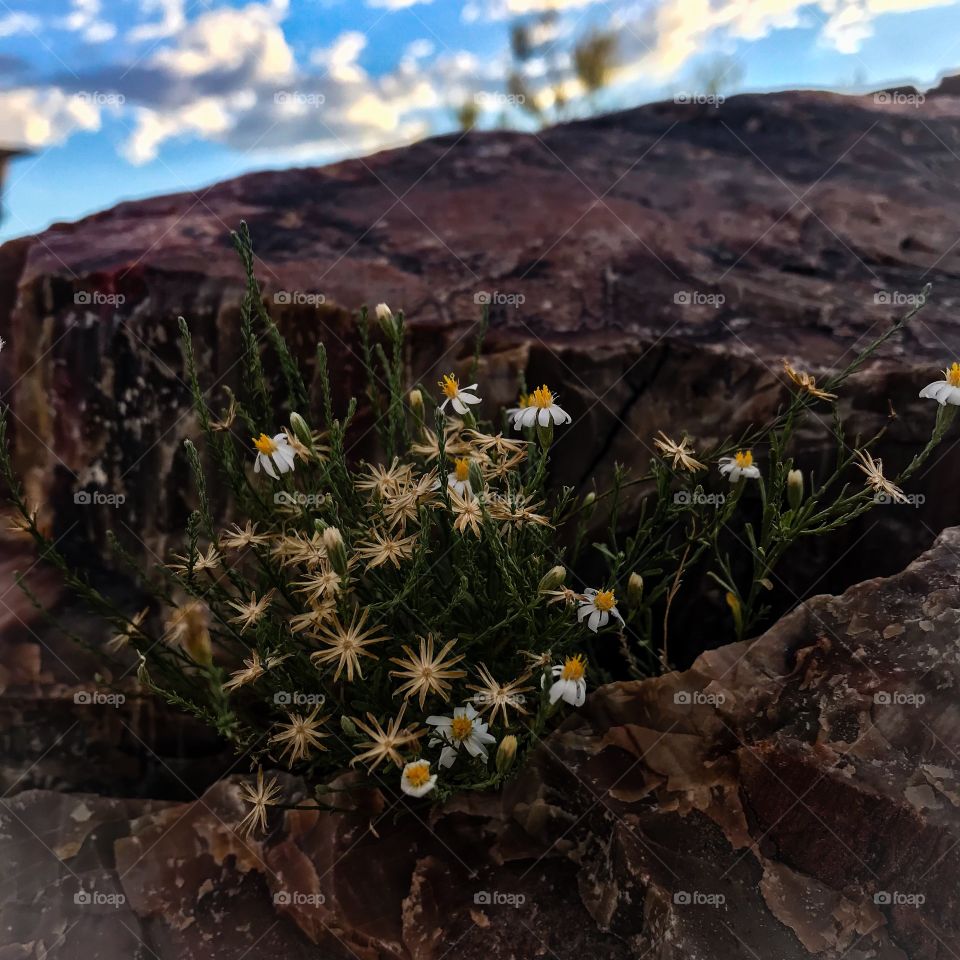 Little flowers in the crevice of petrified wood, Petrified Forest, Arizona 