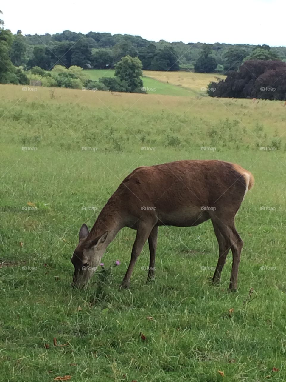Grazing Deer at Calke Abbey