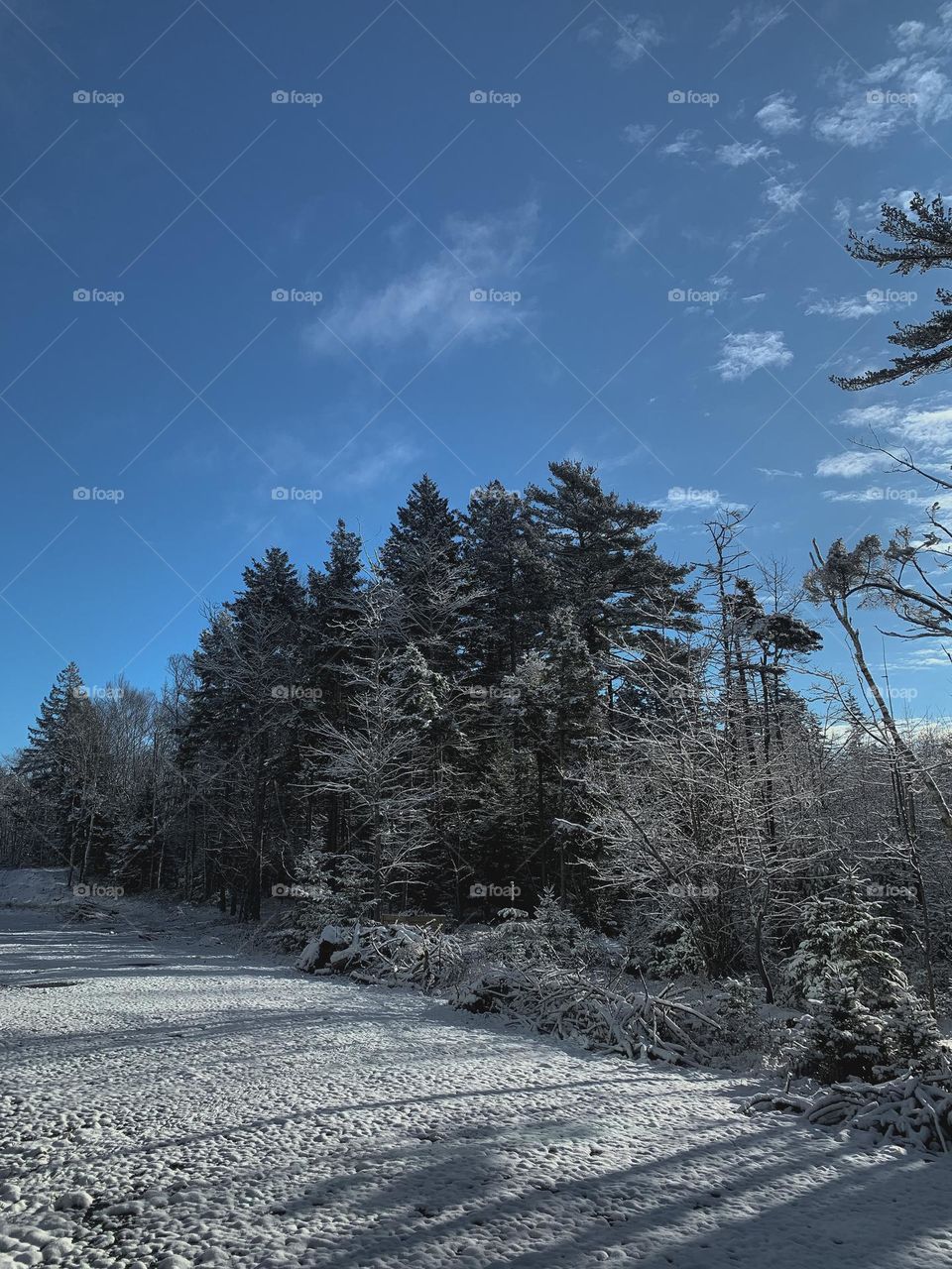 winter forest