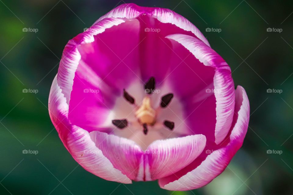 Tulip