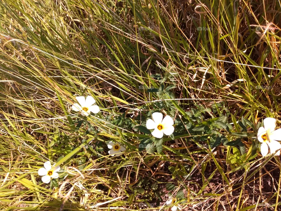 white flowers