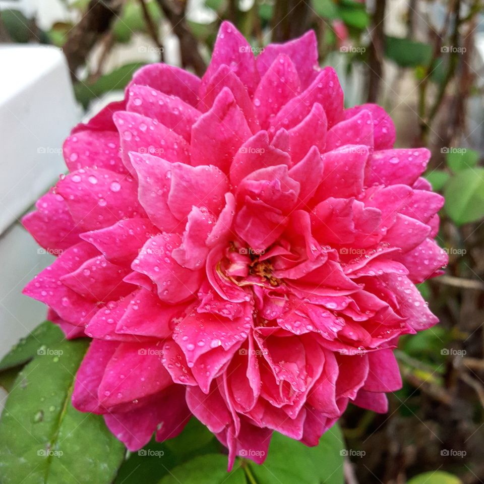 Rainy Flower